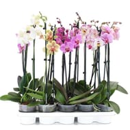 Phalaenopsis 2 tiges pot 12 cm