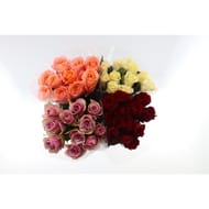 Bouquet  11 roses premium 50cm gb 4.5cm