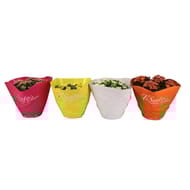 Coupe 23 kalanchoe mix couleur - housse ton sur ton fleurs doubles