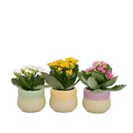 Kalanchoe d7 curve