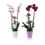 Orchidée "mere fille" (2 tiges + 1 tige)