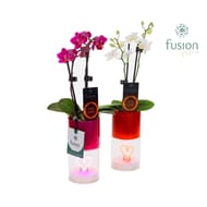 Phalaenopsis mini 2 branches verrerie lumineuse