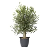 Olivier europaea tr 30/40 promo c70l
