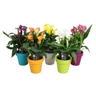 Arum mix pot plastique de 12 cm