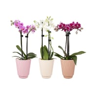 Orchidée 2 tiges pot de 9cm avec céramique colorée