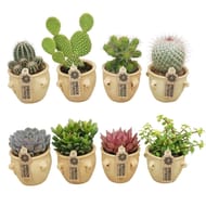 Mix succulentes et cactees p17 cp