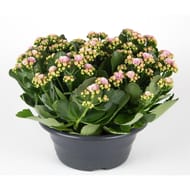 Coupe kalanchoe pot 23 cm