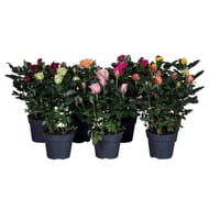 Rosier pot 13 cm