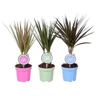 Dracaena pot 11 cm
