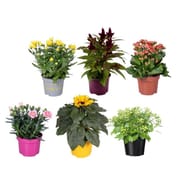 Plante fleurie