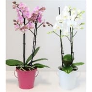 Phalaenopsis multiflora pot 12 cm zinc