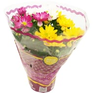 Chrysanthème tricolore pot 12
