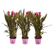 Curcuma pot de 14 cm