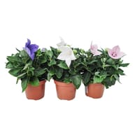 Platycodon pot de 12 cm