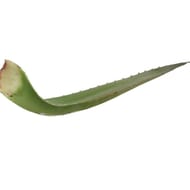 Aloe vera bio