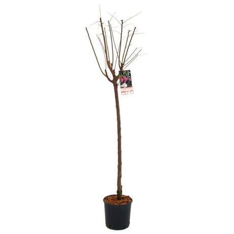 Prunus domestica prunier 10 litres 1/2 tige