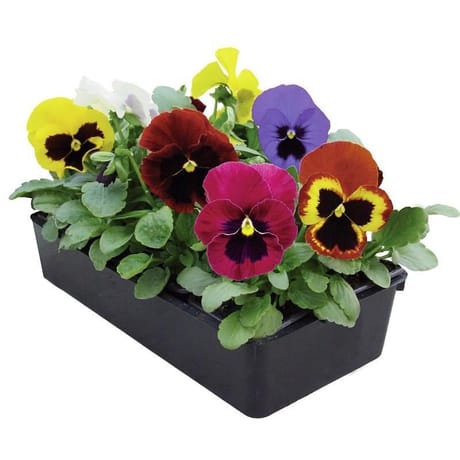 Pensée mélange barquette de 6 plants godets de 7cm