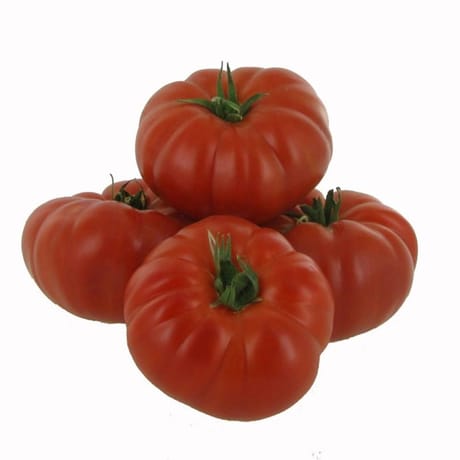 Tomate côtelée Marmande
