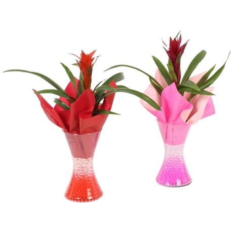 Guzmania pot de 9 cm