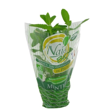 Menthe bio