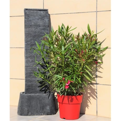Laurier rose pot terrasse ct 27 8L HT50-60