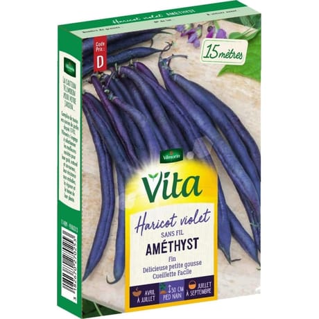 Vita Vilmorin haricot amethyst