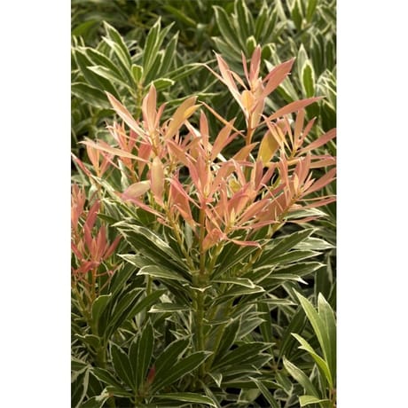 Pieris japonica variés  C 4,5