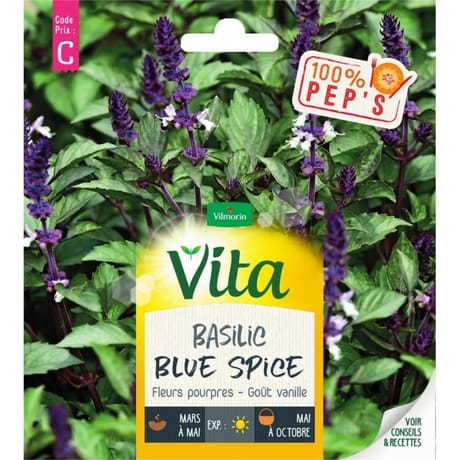 Vita Vilmorin basilic blue spice