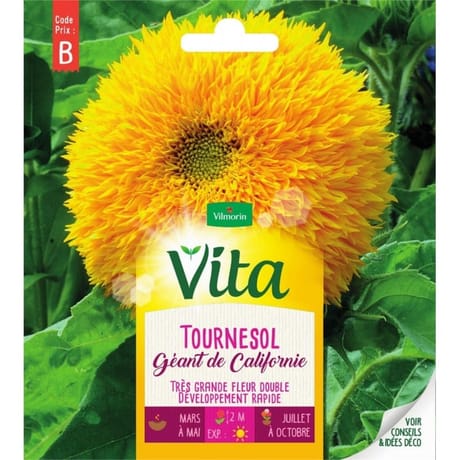 Vita Vilmorin tournesol  californie