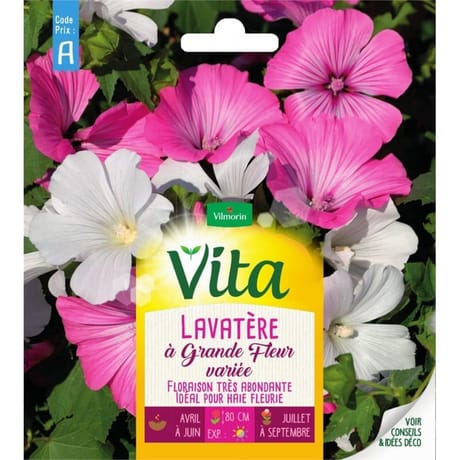 Vita Vilmorin lavatere a grande fleur variee