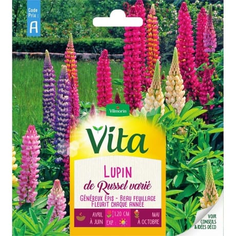 Vita Vilmorin lupin hybride de russel