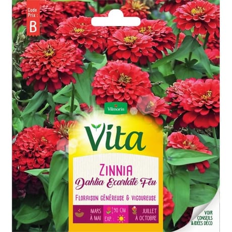 Vita Vilmorin zinnia dahlia ecarlate