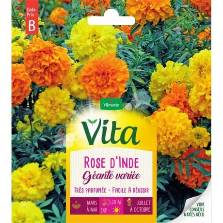Vita Vilmorin rose inde geante mix