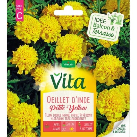 Vita Vilmorin oeillet inde petite yellow