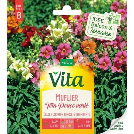 Vita Vilmorin muflier tom pouce mix