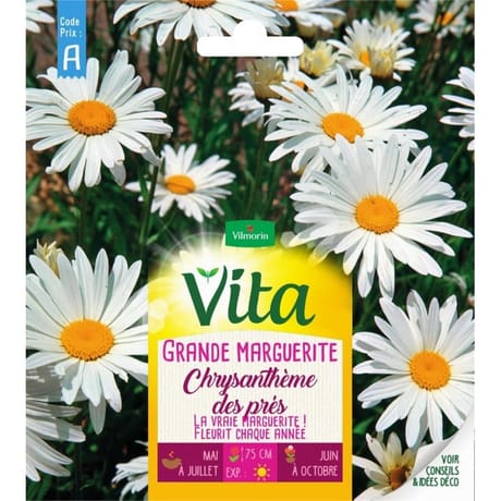 Vita Vilmorin grande marguerite blanche