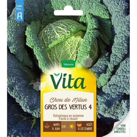 Vita Vilmorin chou milan gros vertus 4