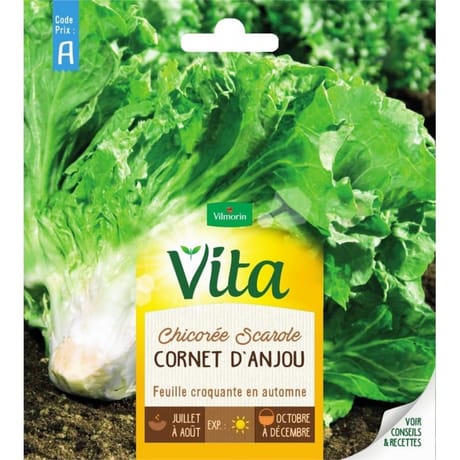 Vita Vilmorin chicoree scarole cornet anjou