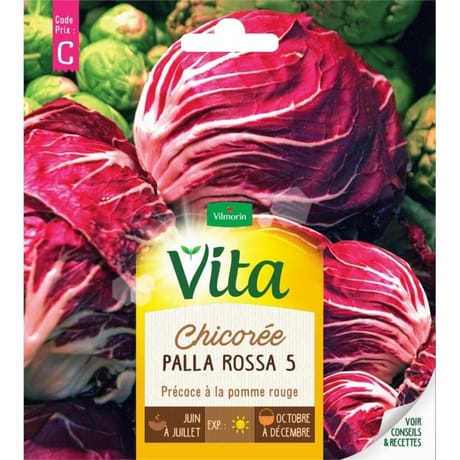 Vita Vilmorin chicoree palla rossa 5