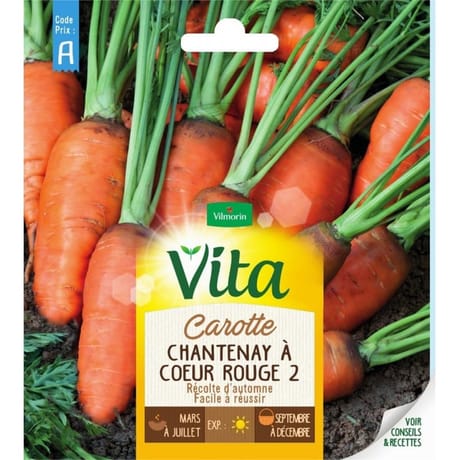 Vita Vilmorin carotte chantenay 2