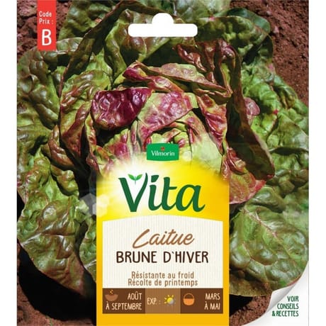 Vita Vilmorin laitue brune hiver