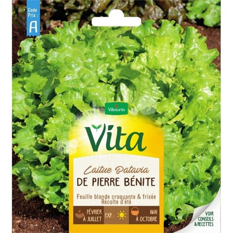 Vita Vilmorin laitue batavia pierre benite