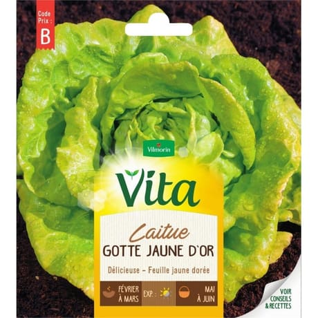 Vita Vilmorin laitue gotte jaune or