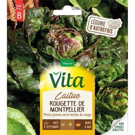 Vita Vilmorin laitue rougette montpellier