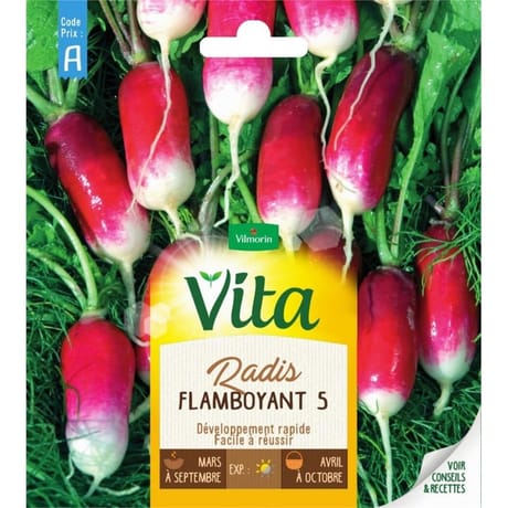 Vita Vilmorin radis flamboyant 5