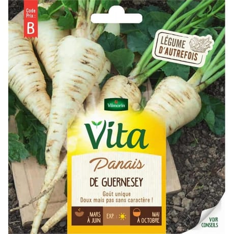 Vita Vilmorin panais de guernesey