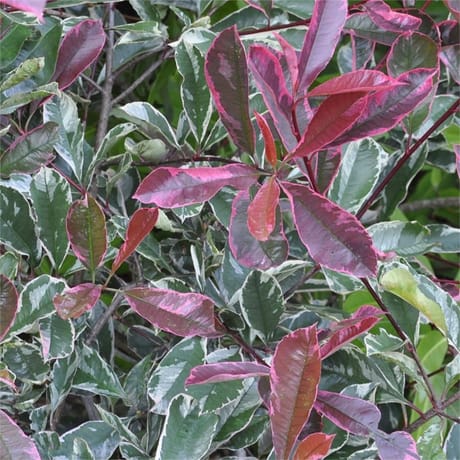 Photinia fraserii pink marble cassini conteneur de 4 litres