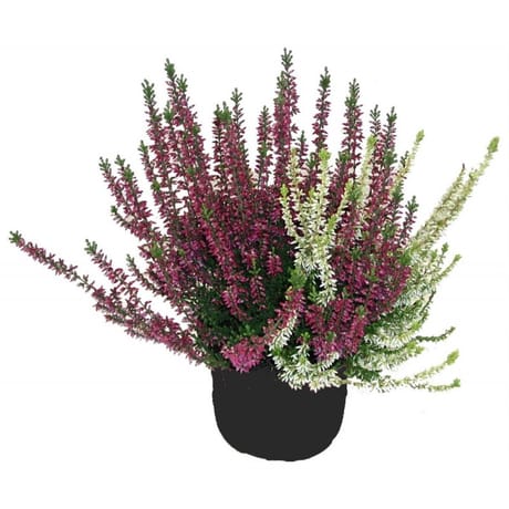 Calluna trio conteneur de 2 litres
