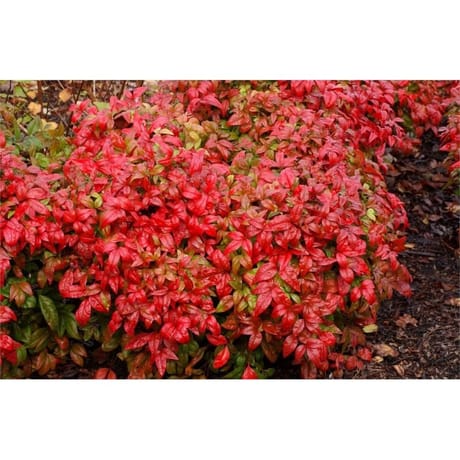 Nandina domestica variés conteneur de 4,5 litres