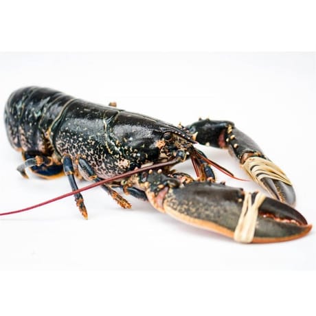 Homard vivant européen